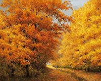 Картина по номерам "Осенний день" (400х500 мм)