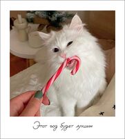 Открытка "Этот год будет лучшим"