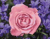 Алмазная вышивка-мозаика "Садовая роза" (480х380 мм)